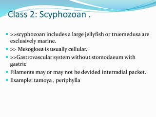 Class 2: Scyphozoan .
 >>scyphozoan includes a large jellyfish or truemedusa are
exclusively marine.
 >> Mesogloea is usually cellular.
 >>Gastrovascular system without stomodaeum with
gastric
 Filaments may or may not be devided interradial packet.
 Example: tamoya , periphylla
 
