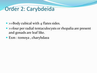 Order 2: Carybdeida
 >>Body cubical with 4 flates sides.
 >>four per radial tentaculocysts or rhopalia are present
and gonads are leaf like.
 Exm : tomoya , charybdaea
 