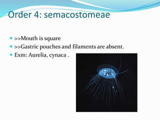 Order 4: semacostomeae
 >>Mouth is square
 >>Gastric pouches and filaments are absent.
 Exm: Aurelia, cynaca .
 