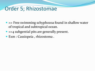 Order 5; Rhizostomae
 >> Free swimming schyphozoa found in shallow water
of tropical and subtropical ocean.
 >>4 subgential pits are generally present.
 Exm : Cassiopeia , rhizostoma .
 