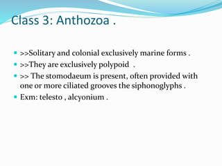 Class 3: Anthozoa .
 >>Solitary and colonial exclusively marine forms .
 >>They are exclusively polypoid .
 >> The stomodaeum is present, often provided with
one or more ciliated grooves the siphonoglyphs .
 Exm: telesto , alcyonium .
 