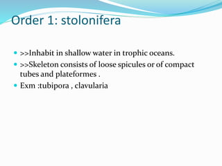Order 1: stolonifera
 >>Inhabit in shallow water in trophic oceans.
 >>Skeleton consists of loose spicules or of compact
tubes and plateformes .
 Exm :tubipora , clavularia
 