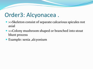 Order3: Alcyonacea .
 >>Skeleton consist of separate calcarious spicules not
axial
 >>Colony mushroom shaped or branched into stout
blunt process
 Example: xenia ,alcyonium
 