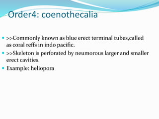 Order4: coenothecalia
 >>Commonly known as blue erect terminal tubes,called
as coral reffs in indo pacific.
 >>Skeleton is perforated by neumorous larger and smaller
erect cavities.
 Example: heliopora
 