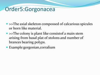 Order5:Gorgonacea
 >>The axial skeleton compossed of calcarious spicules
or horn like material.
 >>The colony is plant like consistof a main stem
arising from basal plat of stolons and number of
brances bearing polyps.
 Example:gorgonian,corralium
 