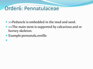 Order6: Pennatulaceae
 >>Peduncle is embedded in the mud and sand.
 >>The main stem is supported by calcarious and or
horney skeleton.
 Example:pennatula,renilla

 