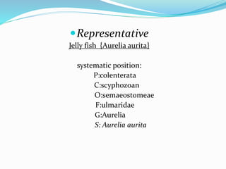 Representative
Jelly fish {Aurelia aurita}
systematic position:
P:colenterata
C:scyphozoan
O:semaeostomeae
F:ulmaridae
G:Aurelia
S: Aurelia aurita
 