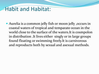 Habit and Habitat:
 Aurelia is a common jelly fish or moon jelly ,occurs in
coastal waters of tropical and temparate ocean in the
world close to the surface of the waters.It is cosmpolon
in distribution .It lives either singly or in large groups
found floating or swimming freely.It is carnivorous
and reproducts both by sexual and asexual methods.
 