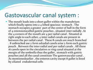 Gastovascular canal system :
 The mouth leads into a short gullet within the manubrium
which finally opens into a 4 lobed spacious stomach . The
stomach occupies a greater part of the center of ball in the form
of 4 extensionscalled gastric pouches , situated inter radially .At
the 4 corners of the mouth are 4 per radial canal . Situated at
right angle to each other, 4 inter radial canals are present in
between the per radial canal . These 8 canals are much branched
. 8 unbrached ase 2 form adradial canels arise 2 form each gastric
pouch . Between the inter radial and per radial canals . All these
16 canels open in the circulation or ring canal situated at the
mergin of the umbrella thus the gullet , stomach with gastric
pouches and all the canal constitute The gastrovascular canal .
As mentionedearlier , the enteron cavity except 8 gullet is lined
by ciliated endodermal cells
 