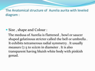 The Anatomical structure of Aurelia aurita with leveled
diagram :
 Size , shape and Colour :
The medusa of Aurelia is flattened , bowl or saucer
shaped gelatinous stricter called the bell or umbrella .
It exhibits tetramerous radial symmetry . It usually
measurs (7.5 to 10)cm in diameter . It is also
transparent having bluish white body with pinkish
gonad.
 