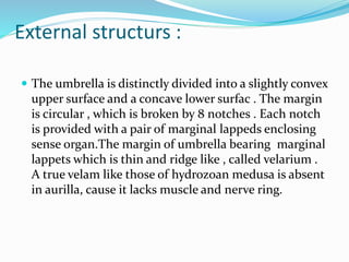 External structurs :
 The umbrella is distinctly divided into a slightly convex
upper surface and a concave lower surfac . The margin
is circular , which is broken by 8 notches . Each notch
is provided with a pair of marginal lappeds enclosing
sense organ.The margin of umbrella bearing marginal
lappets which is thin and ridge like , called velarium .
A true velam like those of hydrozoan medusa is absent
in aurilla, cause it lacks muscle and nerve ring.
 