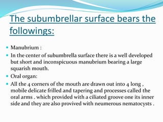 The subumbrellar surface bears the
followings:
 Manubrium :
 In the center of subumbrella surface there is a well developed
but short and inconspicuous manubrium bearing a large
squarish mouth.
 Oral organ:
 All the 4 corners of the mouth are drawn out into 4 long ,
mobile delicate frilled and tapering and processes called the
oral arms . which provided with a ciliated groove one its inner
side and they are also provived with neumerous nematocysts .
 