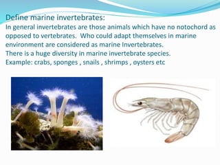 Define marine invertebrates:
In general invertebrates are those animals which have no notochord as
opposed to vertebrates. Who could adapt themselves in marine
environment are considered as marine Invertebrates.
There is a huge diversity in marine invertebrate species.
Example: crabs, sponges , snails , shrimps , oysters etc
 