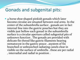 Gonads and subgenital pits:
 4 horse shoe shaped pinkish gonads which later
become circular are situated between oral arms. In the
center of the subumbrella surface . gonads are in fact
internal line into the gastric pouches but they are
visible just bellow each gonad in the subumbrella
surface is a circular aperture called subgenital pits of
unknown function . The gonads are provided with
delicate fin thresd like gastric filaments bearing
nematocyst in the gastric pouce . asystem of fin
branched or unbranched radiating canels clear in
visible on the surface of umbrella . these are per radial
, interradial and radial in position .
 