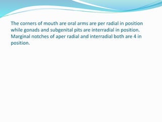 The corners of mouth are oral arms are per radial in position
while gonads and subgenital pits are interradial in position.
Marginal notches of aper radial and interradial both are 4 in
position.
 