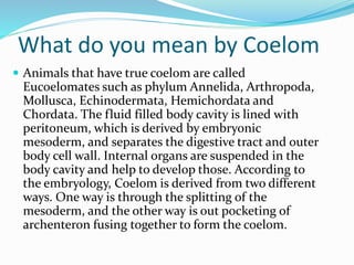 What do you mean by Coelom
 Animals that have true coelom are called
Eucoelomates such as phylum Annelida, Arthropoda,
Mollusca, Echinodermata, Hemichordata and
Chordata. The fluid filled body cavity is lined with
peritoneum, which is derived by embryonic
mesoderm, and separates the digestive tract and outer
body cell wall. Internal organs are suspended in the
body cavity and help to develop those. According to
the embryology, Coelom is derived from two different
ways. One way is through the splitting of the
mesoderm, and the other way is out pocketing of
archenteron fusing together to form the coelom.
 