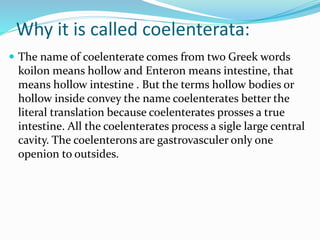 Why it is called coelenterata:
 The name of coelenterate comes from two Greek words
koilon means hollow and Enteron means intestine, that
means hollow intestine . But the terms hollow bodies or
hollow inside convey the name coelenterates better the
literal translation because coelenterates prosses a true
intestine. All the coelenterates process a sigle large central
cavity. The coelenterons are gastrovasculer only one
openion to outsides.
 