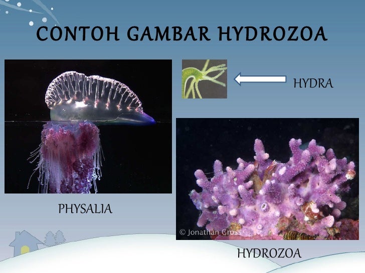 5000 Contoh Gambar  Hewan  Coelenterata HD Terbaru Gambar  