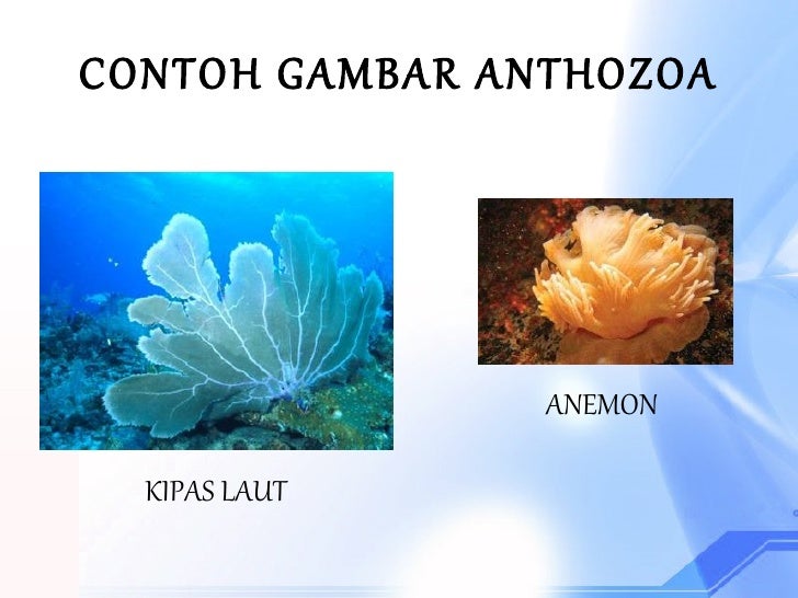 5000 Contoh  Gambar Hewan  Coelenterata HD Terbaru Gambar 