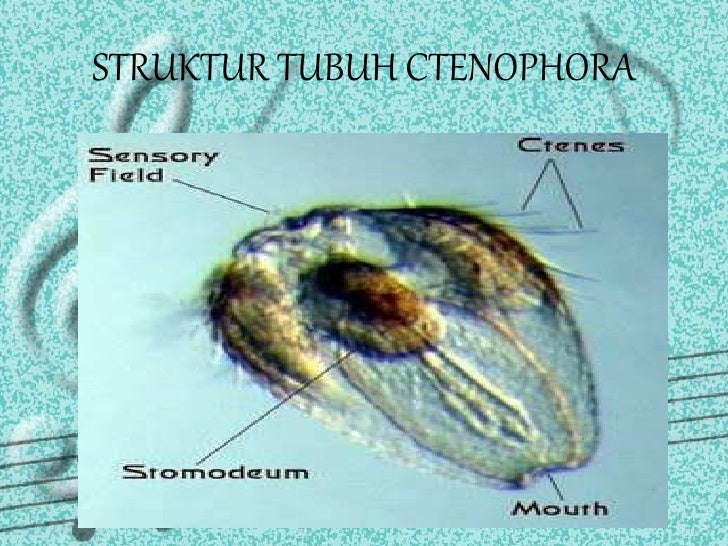 Coelenterata full