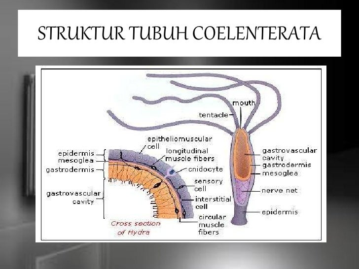  Coelenterata  full