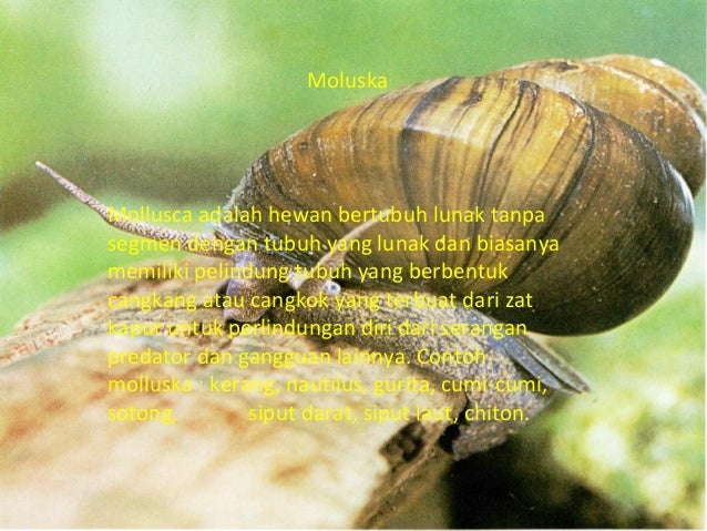 Coelenterata