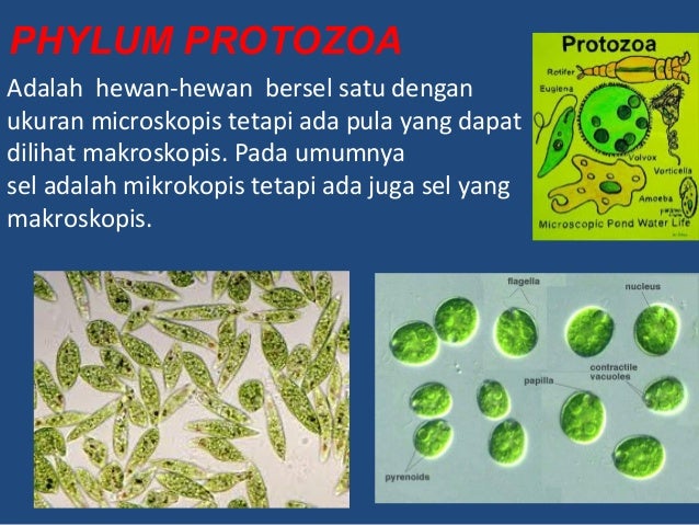 Coelenterata