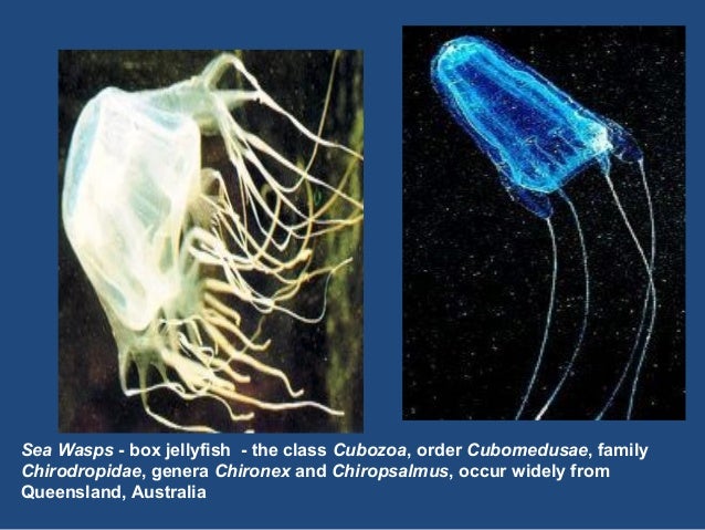 Coelenterata