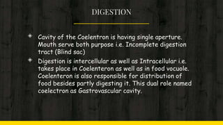 DIGESTION
◈ Cavity of the Coelentron is having single aperture.
Mouth serve both purpose i.e. Incomplete digestion
tract (Blind sac)
◈ Digestion is intercellular as well as Intracellular i.e.
takes place in Coelenteron as well as in food vocuole.
Coelenteron is also responsible for distribution of
food besides partly digesting it. This dual role named
coelectron as Gastrovascular cavity.
 