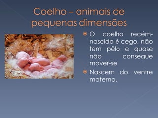 O coelho recém-nascido é cego, não tem pêlo e quase não consegue mover-se.  Nascem do ventre materno. 