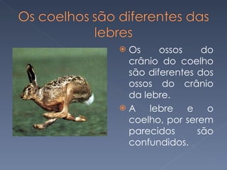 Os ossos do crânio do coelho são diferentes dos ossos do crânio da lebre. A lebre e o coelho, por serem parecidos são confundidos. 