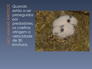 Quando estão a ser perseguidos por predadores, os coelhos atingem a velocidade de 30 km/hora. 