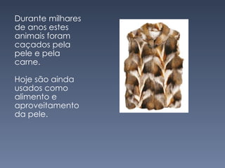 Durante milhares de anos estes animais foram caçados pela pele e pela carne. Hoje são ainda usados como alimento e aproveitamento da pele. 