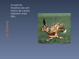 As pernas traseiras são em forma de z para saltarem mais alto. 