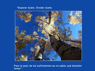“Esperar duele. Olvidar duele.

Pero el peor de los sufrimientos es no saber qué decisión
tomar.”

 