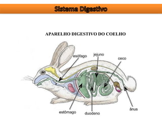 APARELHO DIGESTIVO DO COELHO
 