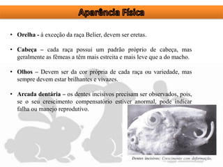 • Orelha - à exceção da raça Belier, devem ser eretas.
• Cabeça – cada raça possui um padrão próprio de cabeça, mas
geralmente as fêmeas a têm mais estreita e mais leve que a do macho.
• Olhos – Devem ser da cor própria de cada raça ou variedade, mas
sempre devem estar brilhantes e vivazes.
• Arcada dentária – os dentes incisivos precisam ser observados, pois,
se o seu crescimento compensatório estiver anormal, pode indicar
falha ou manejo reprodutivo.
 