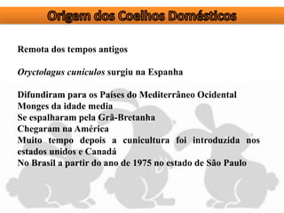 Remota dos tempos antigos
Oryctolagus cunículos surgiu na Espanha
Difundiram para os Países do Mediterrâneo Ocidental
Monges da idade media
Se espalharam pela Grã-Bretanha
Chegaram na América
Muito tempo depois a cunicultura foi introduzida nos
estados unidos e Canadá
No Brasil a partir do ano de 1975 no estado de São Paulo
 