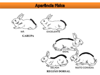 GARUPA
REGIÃO DORSAL
 