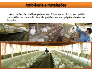 As criações de coelhos podem ser feitas ao ar livre, em gaiolas
construídas ou montada fora de galpões, ou em galpões abertos ou
fechados.
 