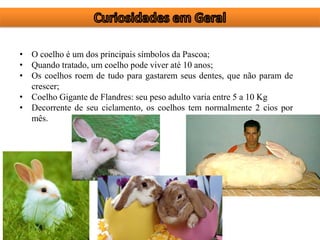 • O coelho é um dos principais símbolos da Pascoa;
• Quando tratado, um coelho pode viver até 10 anos;
• Os coelhos roem de tudo para gastarem seus dentes, que não param de
crescer;
• Coelho Gigante de Flandres: seu peso adulto varia entre 5 a 10 Kg
• Decorrente de seu ciclamento, os coelhos tem normalmente 2 cios por
mês.
 