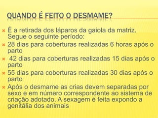 QUANDO É FEITO O DESMAME?
 É a retirada dos láparos da gaiola da matriz.
Segue o seguinte período:
 28 dias para coberturas realizadas 6 horas após o
parto
 42 dias para coberturas realizadas 15 dias após o
parto
 55 dias para coberturas realizadas 30 dias após o
parto
 Após o desmame as crias devem separadas por
sexo e em número correspondente ao sistema de
criação adotado. A sexagem é feita expondo a
genitália dos animais
 