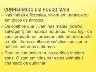 CONHECENDO UM POUCO MAIS
 Nas matas e florestas, vivem em buracos ou
em tocos de árvores.
 Os coelhos que vivem nas matas (coelho
selvagem) tem hábitos noturnos. Para fugir de
seus predadores, procuram alimentos durante
a noite. Já os coelhos domésticos possuem
hábitos noturnos e diurnos.
 Para se comunicarem, os coelhos emitem
sons. O som emitidos por estes animais é
chamado de guinchar
 