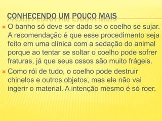 CONHECENDO UM POUCO MAIS
 O banho só deve ser dado se o coelho se sujar.
A recomendação é que esse procedimento seja
feito em uma clínica com a sedação do animal
porque ao tentar se soltar o coelho pode sofrer
fraturas, já que seus ossos são muito frágeis.
 Como rói de tudo, o coelho pode destruir
chinelos e outros objetos, mas ele não vai
ingerir o material. A intenção mesmo é só roer.
 
