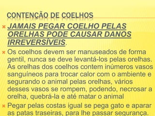 CONTENÇÃO DE COELHOS
 JAMAIS PEGAR COELHO PELAS
ORELHAS PODE CAUSAR DANOS
IRREVERSÍVEIS.
 Os coelhos devem ser manuseados de forma
gentil, nunca se deve levantá-los pelas orelhas.
As orelhas dos coelhos contem inúmeros vasos
sanguíneos para trocar calor com o ambiente e
segurando o animal pelas orelhas, vários
desses vasos se rompem, podendo, necrosar a
orelha, quebrá-la e até matar o animal
 Pegar pelas costas igual se pega gato e aparar
as patas traseiras, para lhe passar segurança.
 