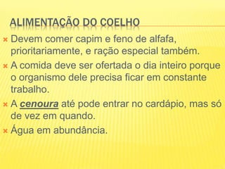 ALIMENTAÇÃO DO COELHO
 Devem comer capim e feno de alfafa,
prioritariamente, e ração especial também.
 A comida deve ser ofertada o dia inteiro porque
o organismo dele precisa ficar em constante
trabalho.
 A cenoura até pode entrar no cardápio, mas só
de vez em quando.
 Água em abundância.
 
