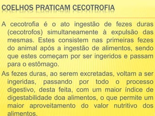 COELHOS PRATICAM CECOTROFIA
A cecotrofia é o ato ingestão de fezes duras
(cecotrofos) simultaneamente à expulsão das
mesmas. Estes consistem nas primeiras fezes
do animal após a ingestão de alimentos, sendo
que estes começam por ser ingeridos e passam
para o estômago.
As fezes duras, ao serem excretadas, voltam a ser
ingeridas, passando por todo o processo
digestivo, desta feita, com um maior índice de
digestabilidade doa alimentos, o que permite um
maior aproveitamento do valor nutritivo dos
alimentos.
 