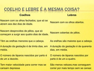COELHO E LEBRE É A MESMA COISA?
Coelhos Lebres
Nascem com os olhos fechados, que só se
abrem aos dez dias de idade.
Nascem com os olhos abertos.
Nascem desprovidos de pêlos, que só
começam a surgir aos quatro dias de idade.
Nascem cobertas de pêlos.
Têm as orelhas menores que a cabeça. As orelhas são maiores que a cabeça.
A duração da gestação é de trinta dias, em
média.
A duração da gestação é de quarenta
dias, em média.
O número de láparos nascidos por parto é
de um a dezoito.
O número de láparos nascidos por
parto é de um a quatro.
Tem maior velocidade para correr mas se
cansam depressa
São menos velozes,mas conseguem
correr por mais tempo sem se cansar.
 