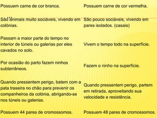 ...
Possuem carne de cor branca. Possuem carne de cor vermelha.
São animais muito sociáveis, vivendo em
colónias.
São pouco sociáveis, vivendo em
pares isolados. (casais)
Passam a maior parte do tempo no
interior de túneis ou galerias por eles
cavados no solo.
Vivem o tempo todo na superfície.
Por ocasião do parto fazem ninhos
subterrâneos.
Fazem o ninho na superfície.
Quando pressentem perigo, batem com a
pata traseira no chão para prevenir os
companheiros da colónia, abrigando-se
nos túneis ou galerias.
Quando pressentem perigo, partem
em retirada, aproveitando sua
velocidade e resistência.
Possuem 44 pares de cromossomos. Possuem 48 pares de cromossomos.
 