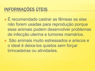 INFORMAÇÕES ÚTEIS
 É recomendado castrar as fêmeas se elas
não forem usadas para reprodução porque
esse animais podem desenvolver problemas
de infecção uterina e tumores mamários.
 São animais muito estressados e ariscos e
o ideal é deixa-los quietos sem forçar
brincadeiras ou atividades.
 